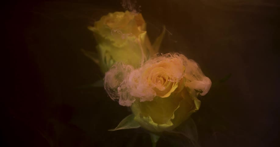 Soft pink liquid ink flowing down the petals of a yellow submerged rose