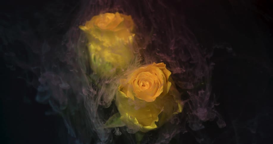 Soft pink liquid ink flowing down the petals of a yellow submerged rose