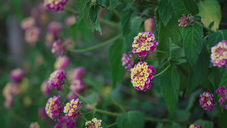 Pink and yellow flowers bloom on large lantana plant