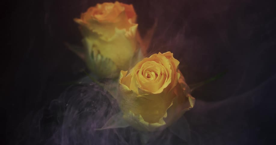 Sunlight shines on yellow roses as a smokey substance rises in the darkness