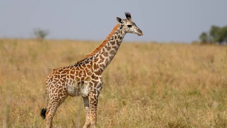 Giraffe walking in the grass field at the savannah during daytime
