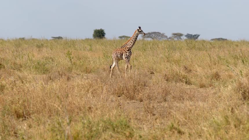 A giraffe is walking across a field of tall grass