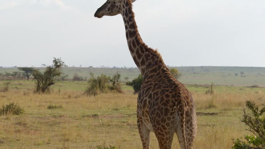 A giraffe standing on grassy plains in nature