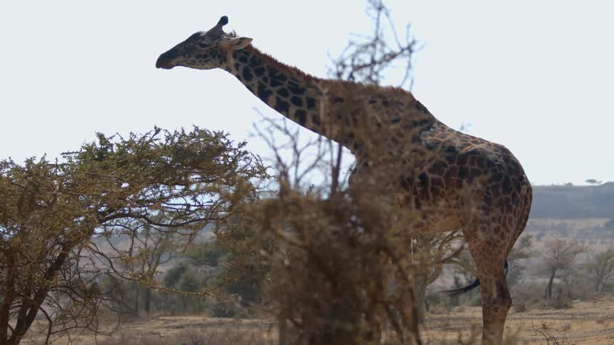A giraffe eats leaves from the top of a tree in a grassland during the day