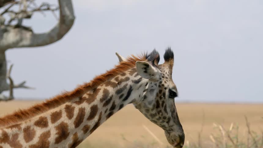 A giraffe is standing with its head high in the air as it chews and sticks its tongue out and bends down to eat more plants