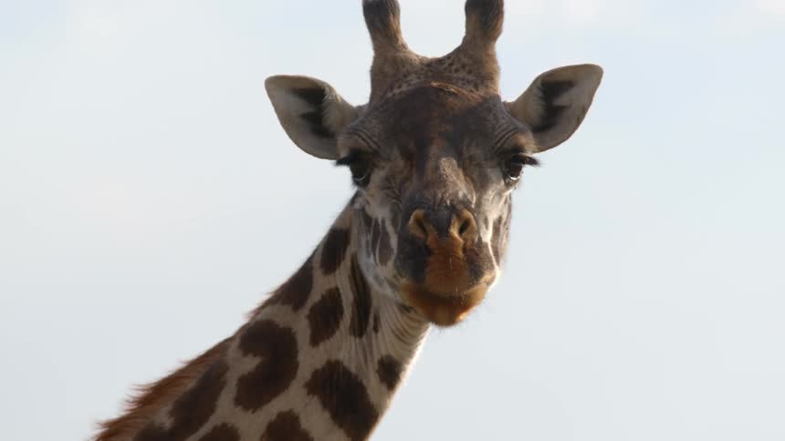 A giraffe is standing with its head high in the air as it chews and sticks its tongue out and looks around