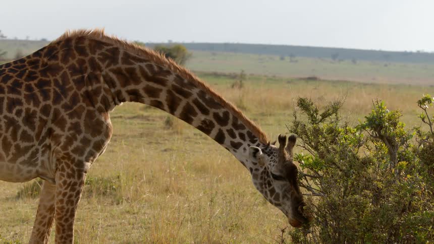 A giraffe bends its neck down to get leaves off a bush