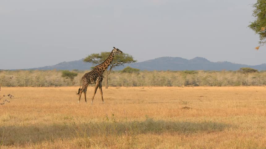 Giraffe walks across savanna sending bird into flight with foggy mountains on the horizon