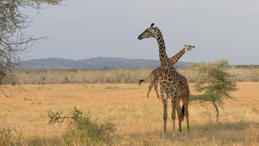 Two giraffes are in a field as one is standing looking around and the other is walking across the field with mountains in the distance