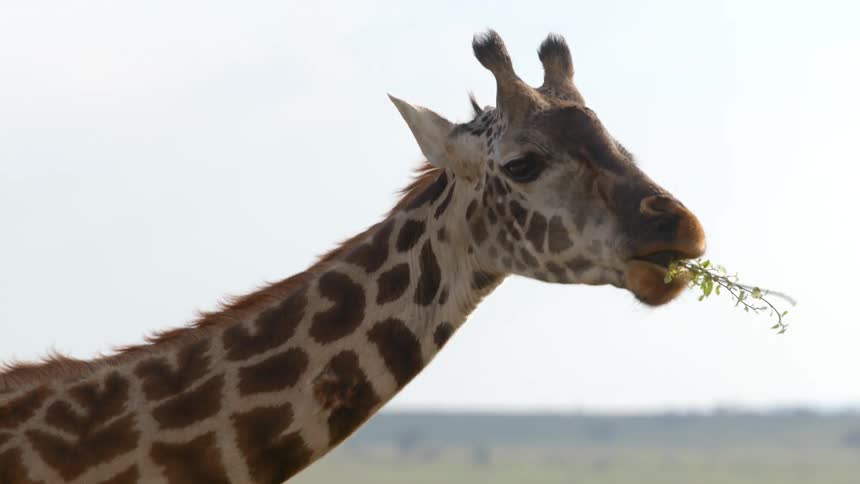 Giraffe eating and chewing the plants from a tree in the savannah