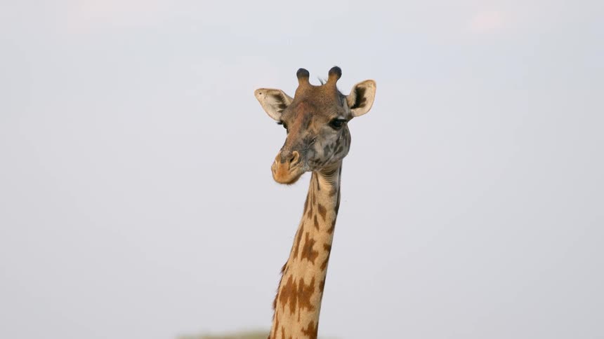 A giraffe is standing with its head high in the air as it moves its ears and looks around