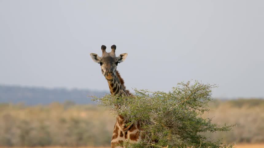 A giraffe eats leaves from the top of a tree in a grassland during the day