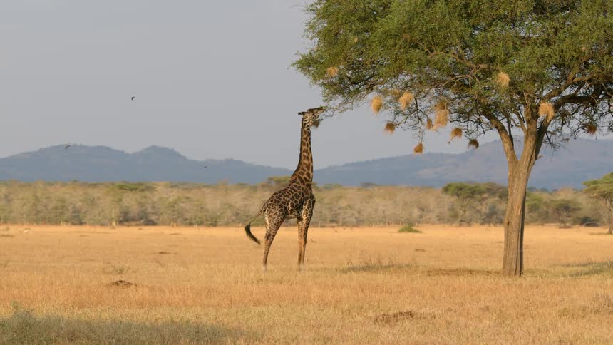 A giraffe is eating leaves from a tree with mountains as a backdrop