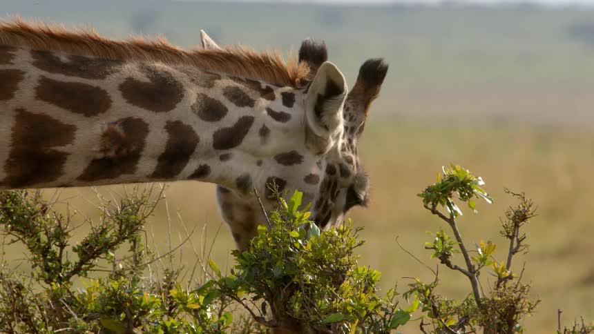 A giraffe grazes in a grassland