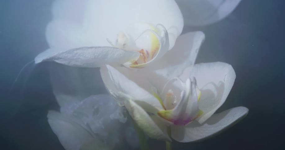 Soft white liquid ink flowing down the petals of a white submerged flower
