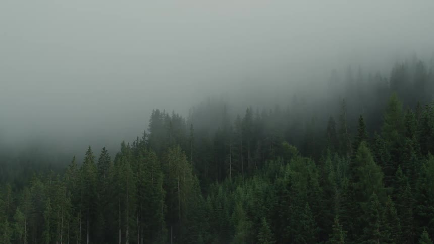 An evergreen forest shrouded in deep fog
