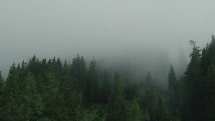 A heavy mist hangs over a pine forest