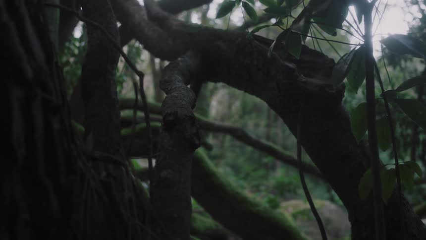 The limbs and leaves of jungle trees are in shade with sunlight in the distance