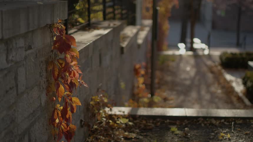 Fall leaves outside a building in a neighborhood