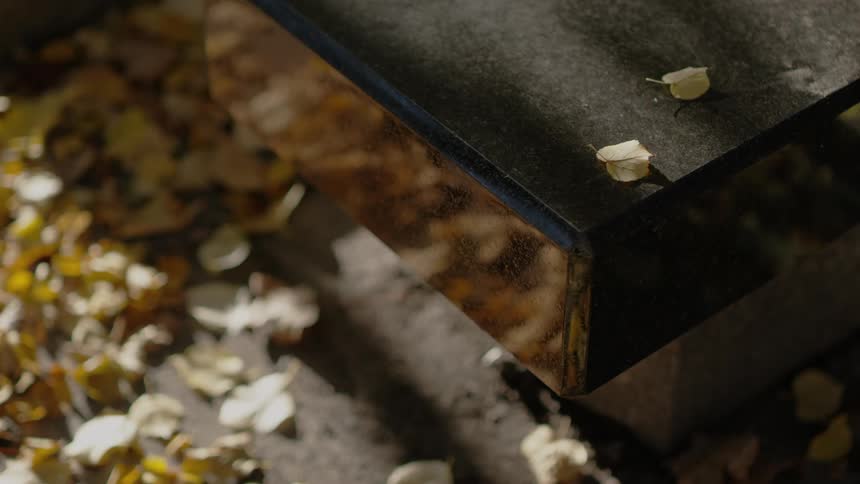 Branches cast shadows over surface of concrete bench with mirrorlike sides that reflect fallen leaves