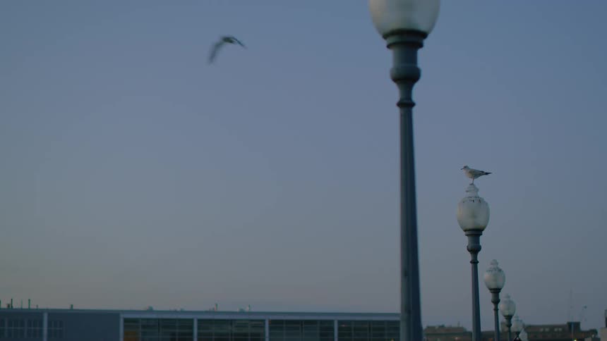 Birds fly over and rest on lamp posts along a path