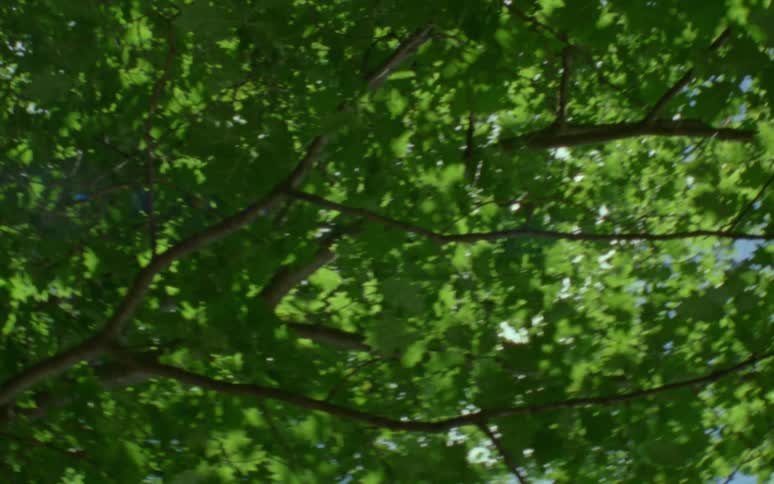 Lush green leaves on trees against a blue sky on a sunny day