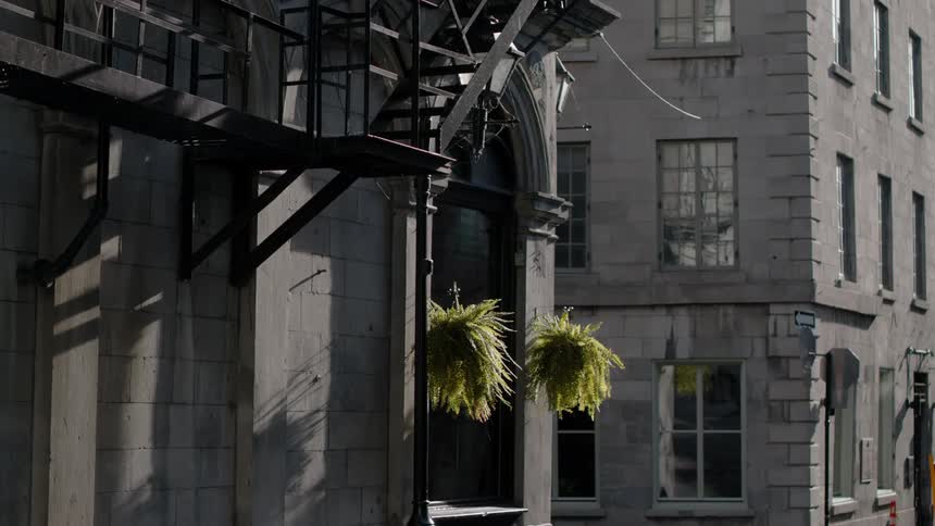 Ferns hanging on the facade of a gray building in a city block at daytime