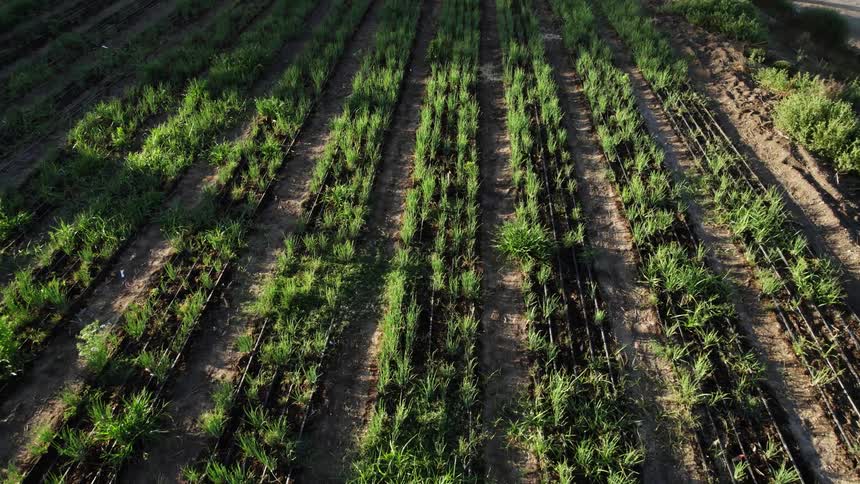 The sun shines on rows of crops on a farm