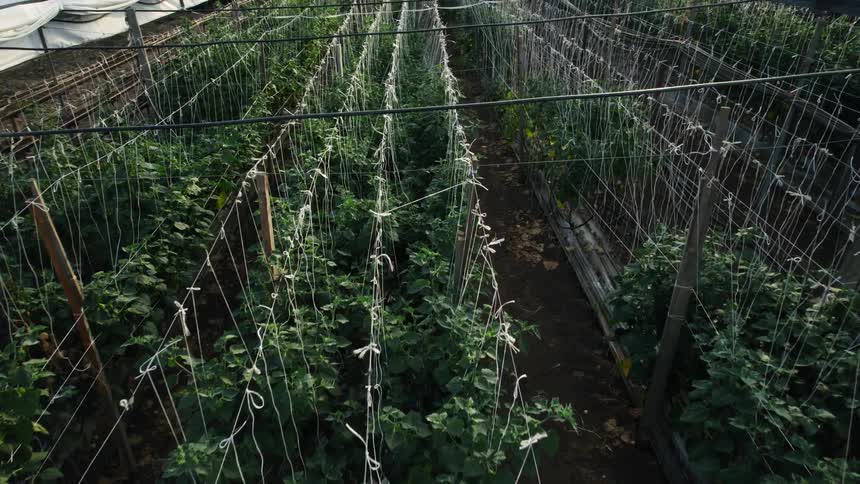 Rows of plants are shown growing enclosed in metal fixtures with wooden planks holding them up