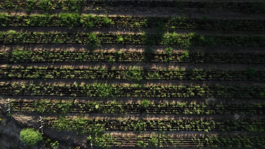 Crops are filling in as they grow in rows