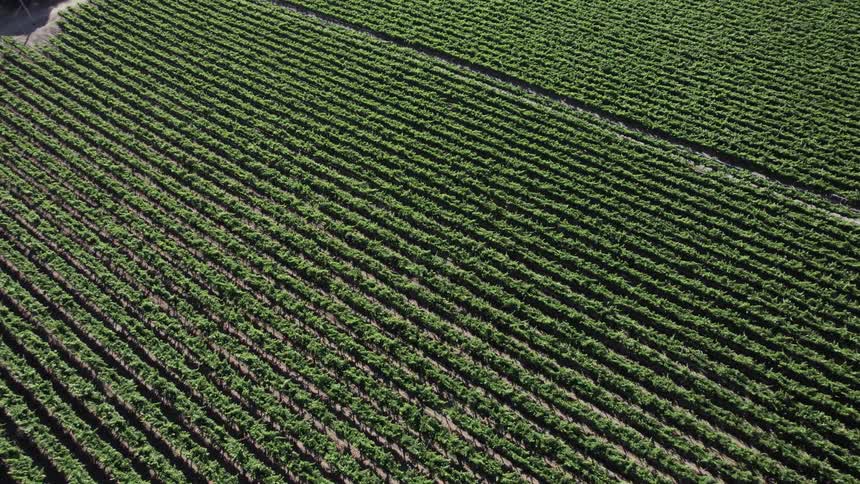 Rows of crops of a farm during the day
