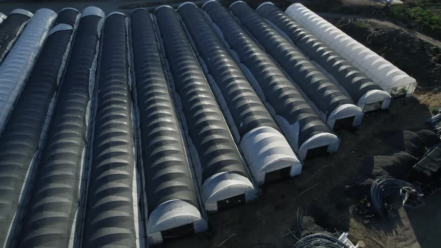 Rows of greenhouses look like tunnels lined up together