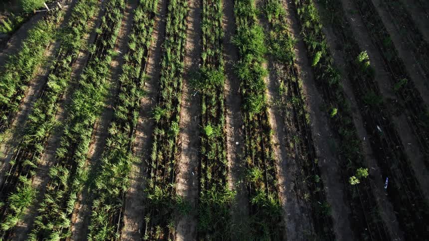 Aerial view of green crops growing on a farm at morning