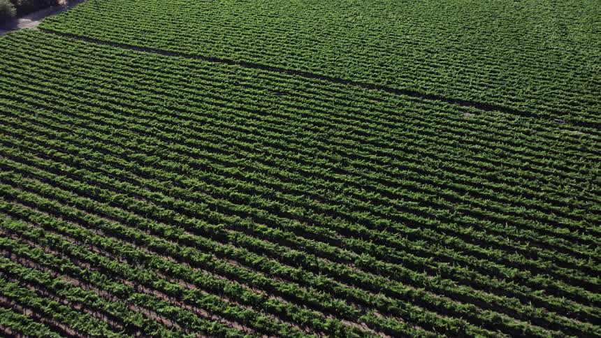 An aerial view of crops growing in a field