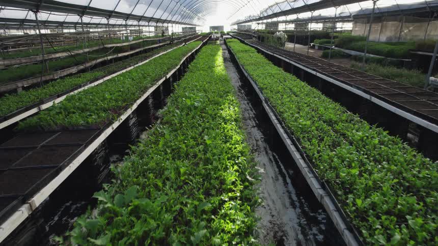 Plants grow on trays on long rows in a greenhouse with an arched roof
