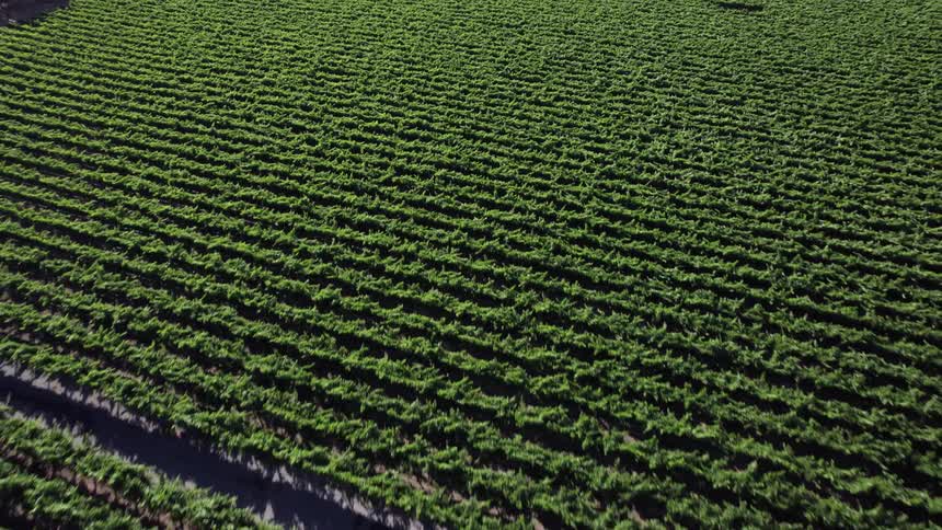 The sun shines on rows of crops on a farm