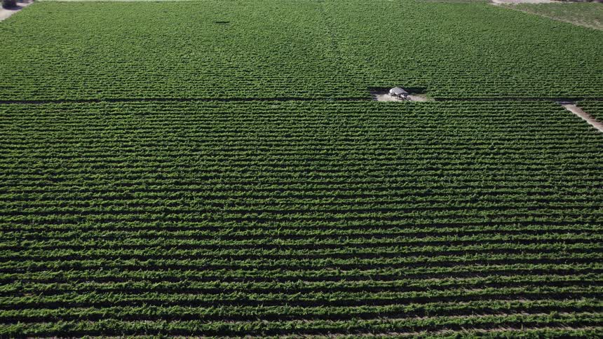 An aerial view of rows of crops growing on a farm