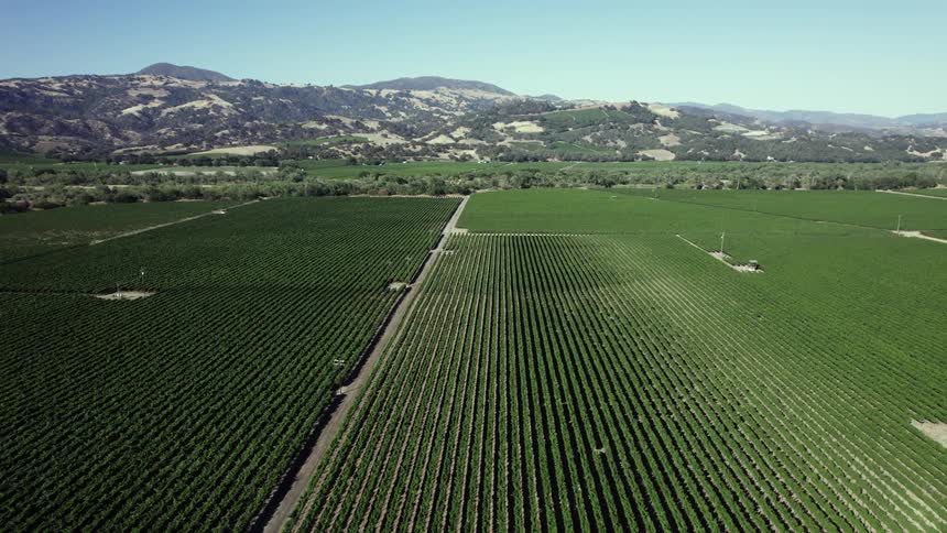 Rows of crops on a plantation during the day
