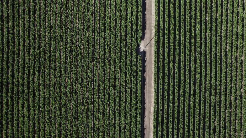 Rows of crops on a farm during the day