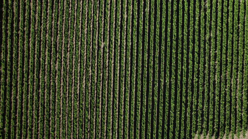 Crops are growing in neat rows in a field