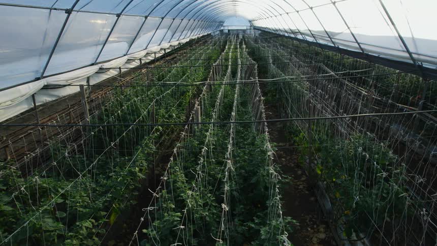 Plants growing in a greenhouse