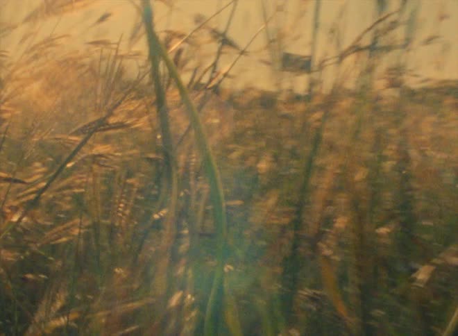 Tall grass in field obscures nearby billboard and woods