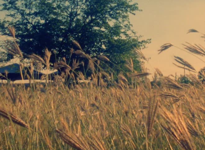 Brown wheat sways in the wind in the field