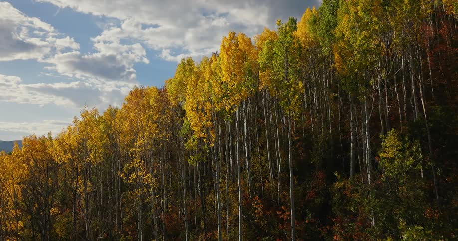 Aerial view of dense autumn forest with tall trees