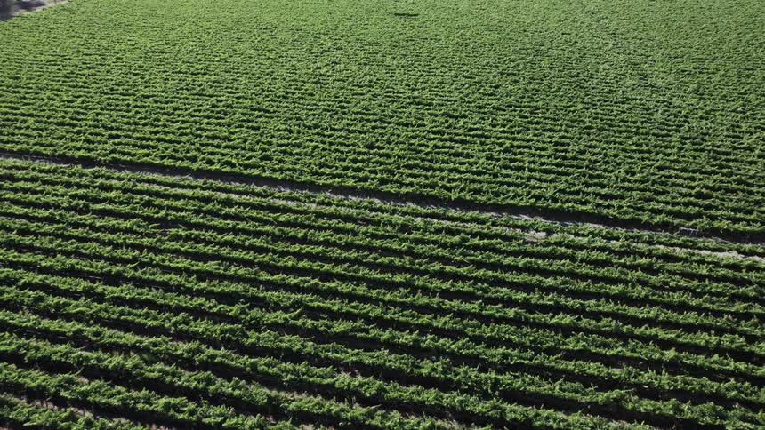 Long rows of crops stretch across land