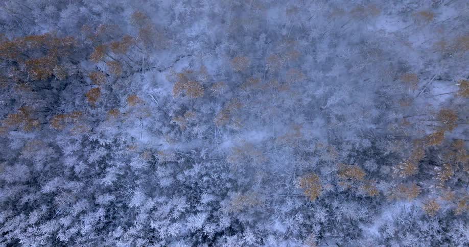 A thick blanket of snow covers the tops of trees in the forest