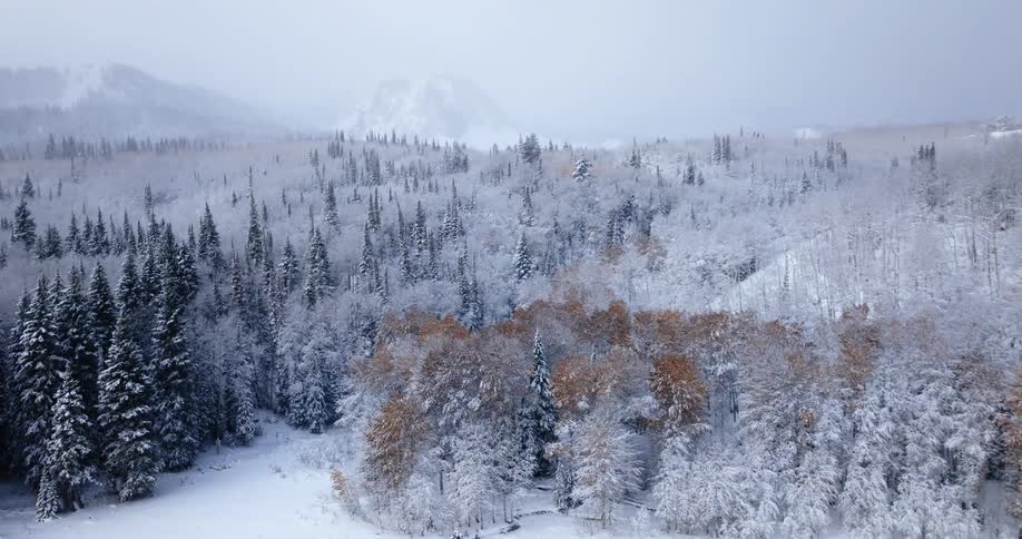 Snow is falling on a forest near the mountains