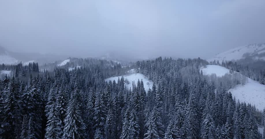 Snow frosts conifer trees on snowy slopes and hills under an overcast sky
