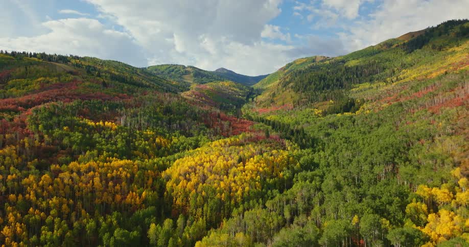 Aerial view of the colorful foliage on an extensive forest on the mountains at daytime