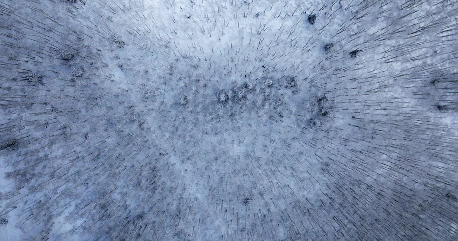 Top down aerial view of the bare trunks of trees in a forest covered in snow